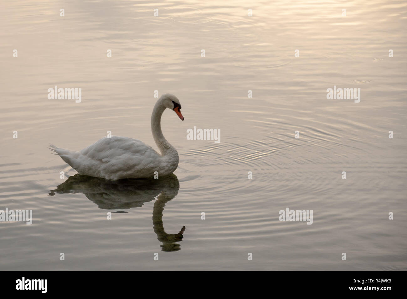 Cigno minimalista foto con una riflessione sul set di Sun Foto Stock
