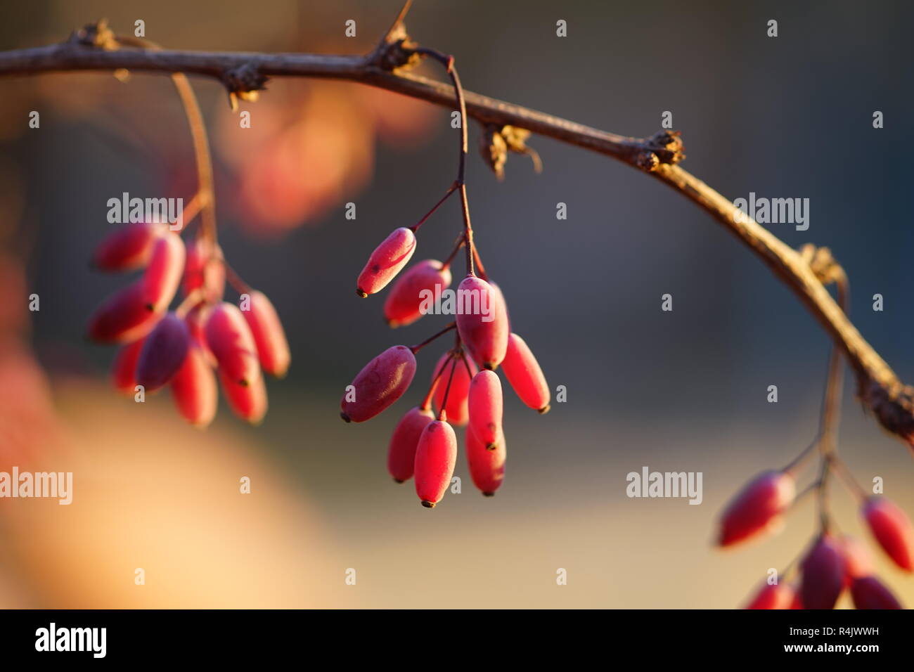 Crespino bush in un pomeriggio autunnale al tramonto Foto Stock