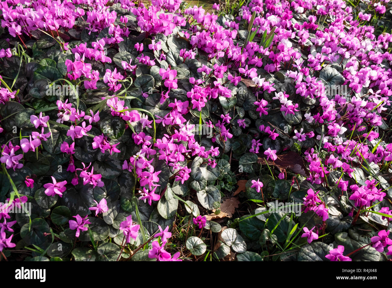 Naturalizzato ciclamino crescono nel giardino di inverno Foto Stock