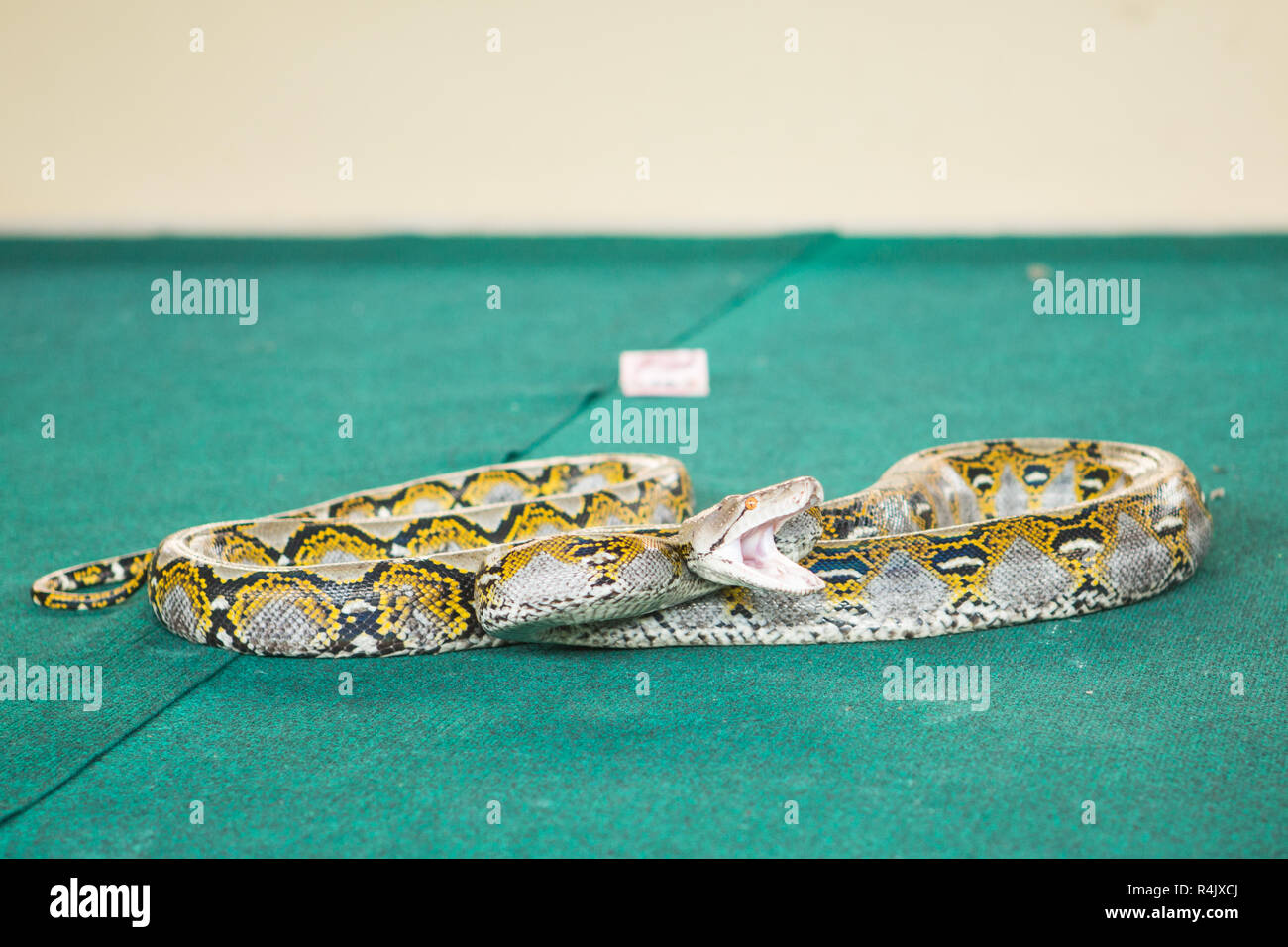 Pattaya,thailandia - Gennaio 2017: visualizza i serpenti giocando con un serpente durante il Foto Stock