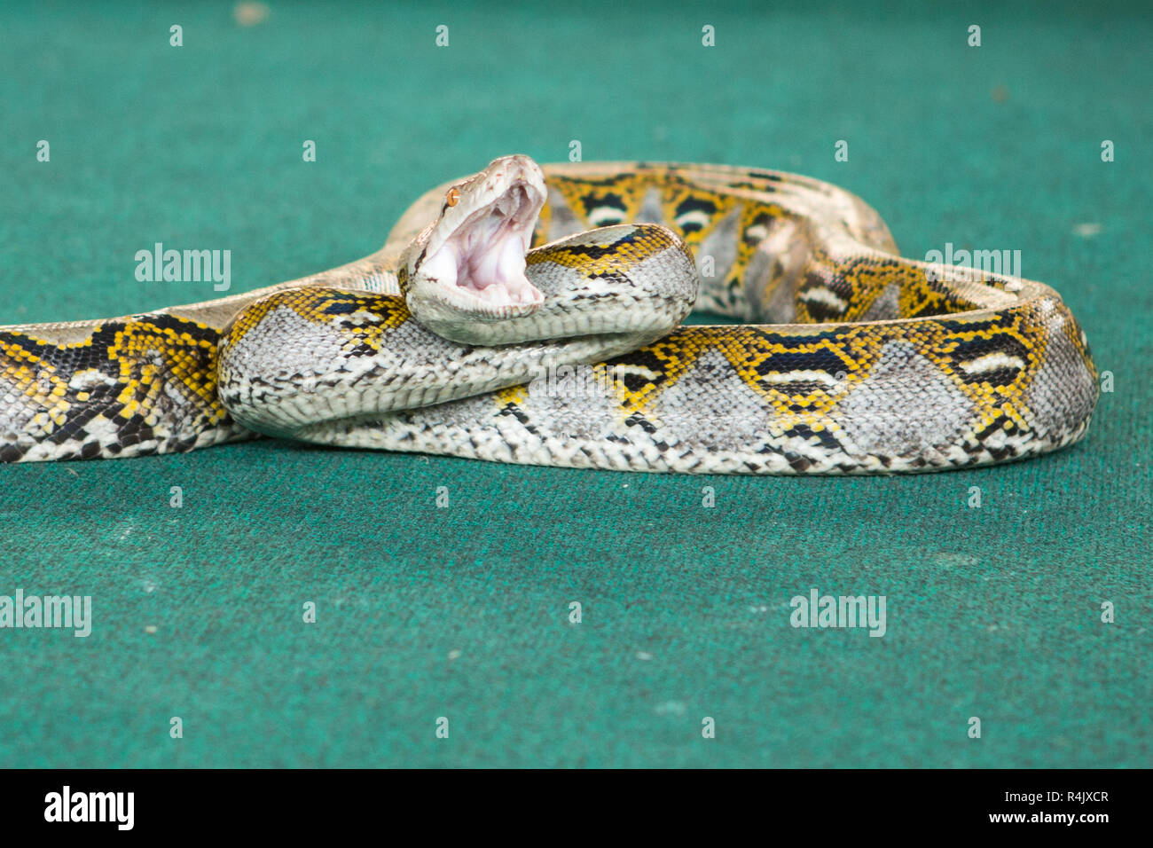 Pattaya,thailandia - Gennaio 2017: visualizza i serpenti giocando con un serpente durante il Foto Stock