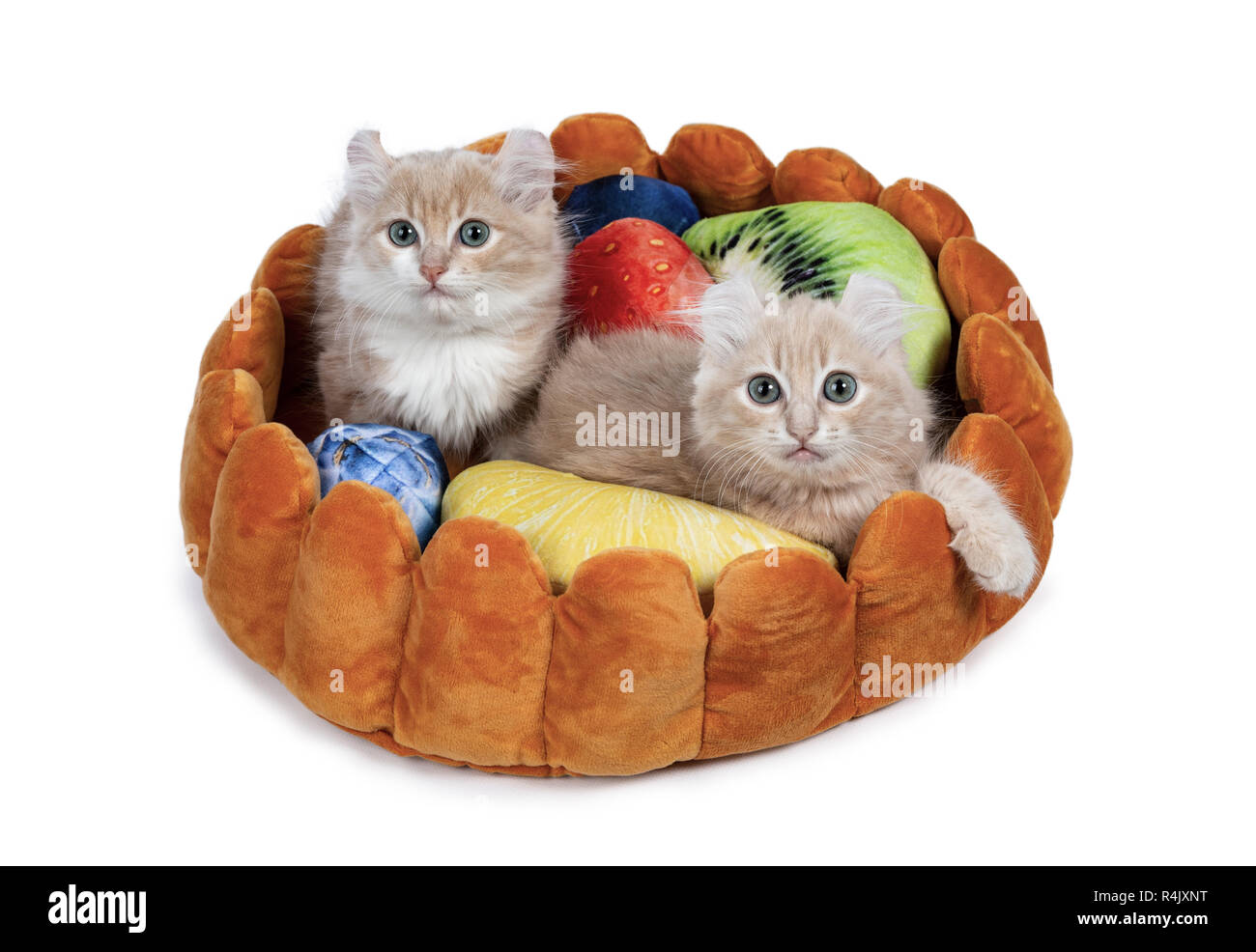Due crema con bianco American Curl gatto gattini seduta in finta crostata di frutta. Guardando la telecamera con il Grigio / Blue Eyes. Isolato su sfondo bianco. Foto Stock