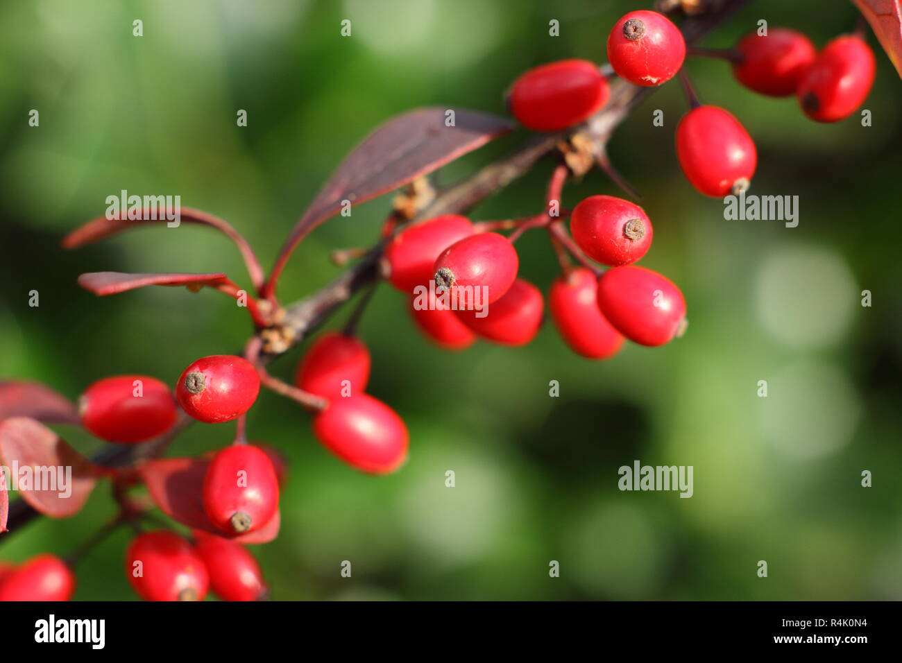 Berberis thunbergii atropurpurea Rose Glow". Berberis 'ROSY GLOW', chiamato anche Berberis Rose Glow, visualizzazione di frutti di bosco in un giardino tardo autunno,UK Foto Stock