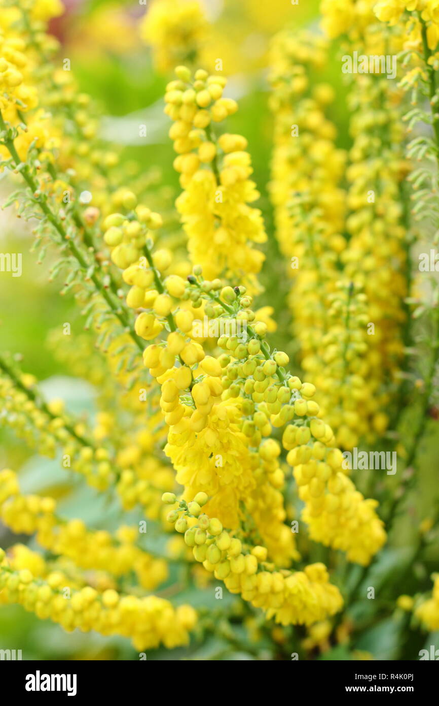 Mahonia × media "Lionel Fortescue'. Profumi di fiori gialli di Mahonia Lionel Fortescue, nel tardo autunno, inizio giardino d'inverno,UK. Foto Stock