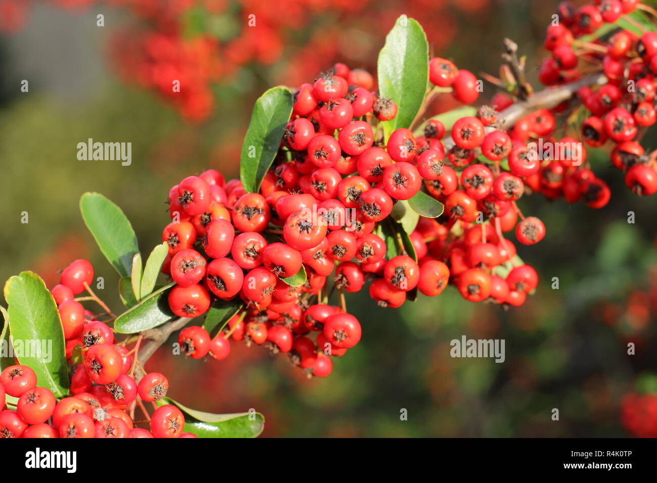 Bacche di Pyracantha 'Saphyr Rouge', chiamato anche Cadrou, aggiungere colore a un giardino nel tardo autunno inizio inverno, REGNO UNITO Foto Stock