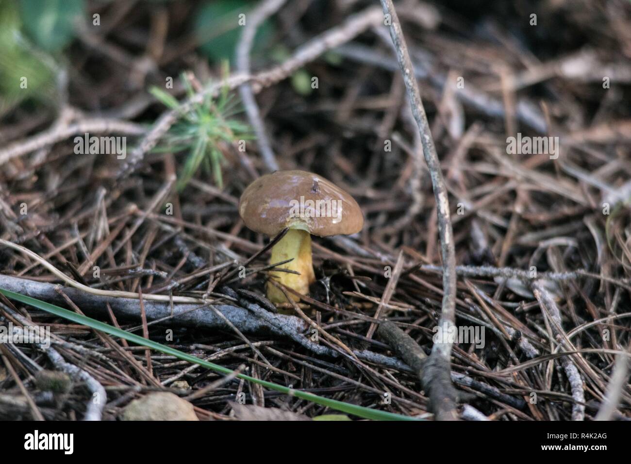 Piccolo jack scivoloso (Suillus luteus) fungo che cresce tra aghi di pino Foto Stock