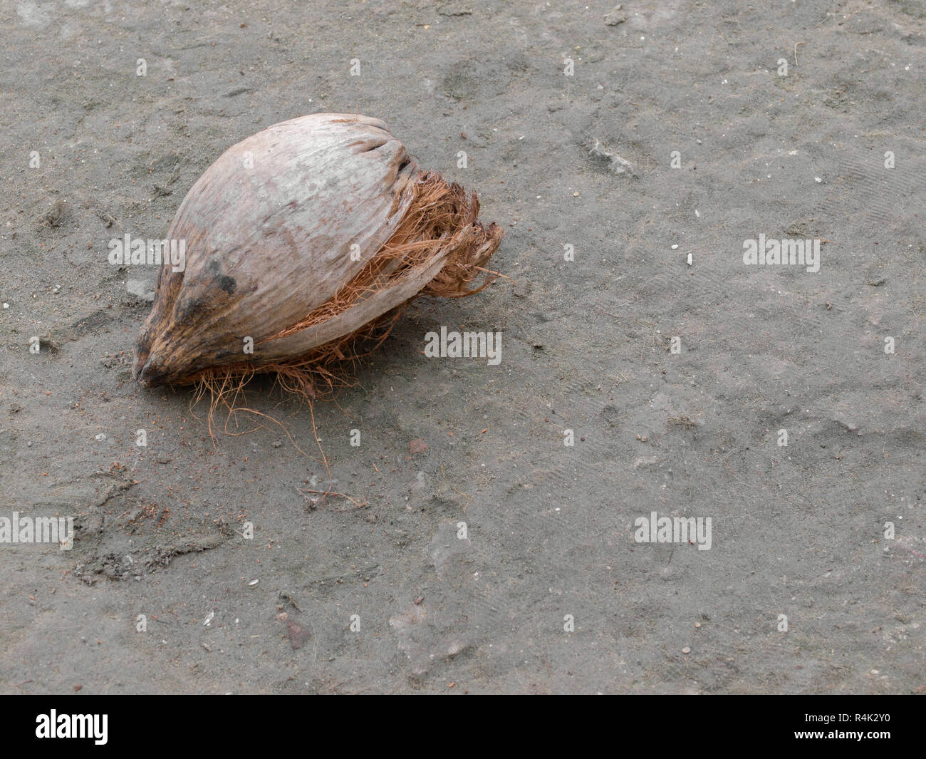 Noce di cocco secco sul terreno Foto Stock