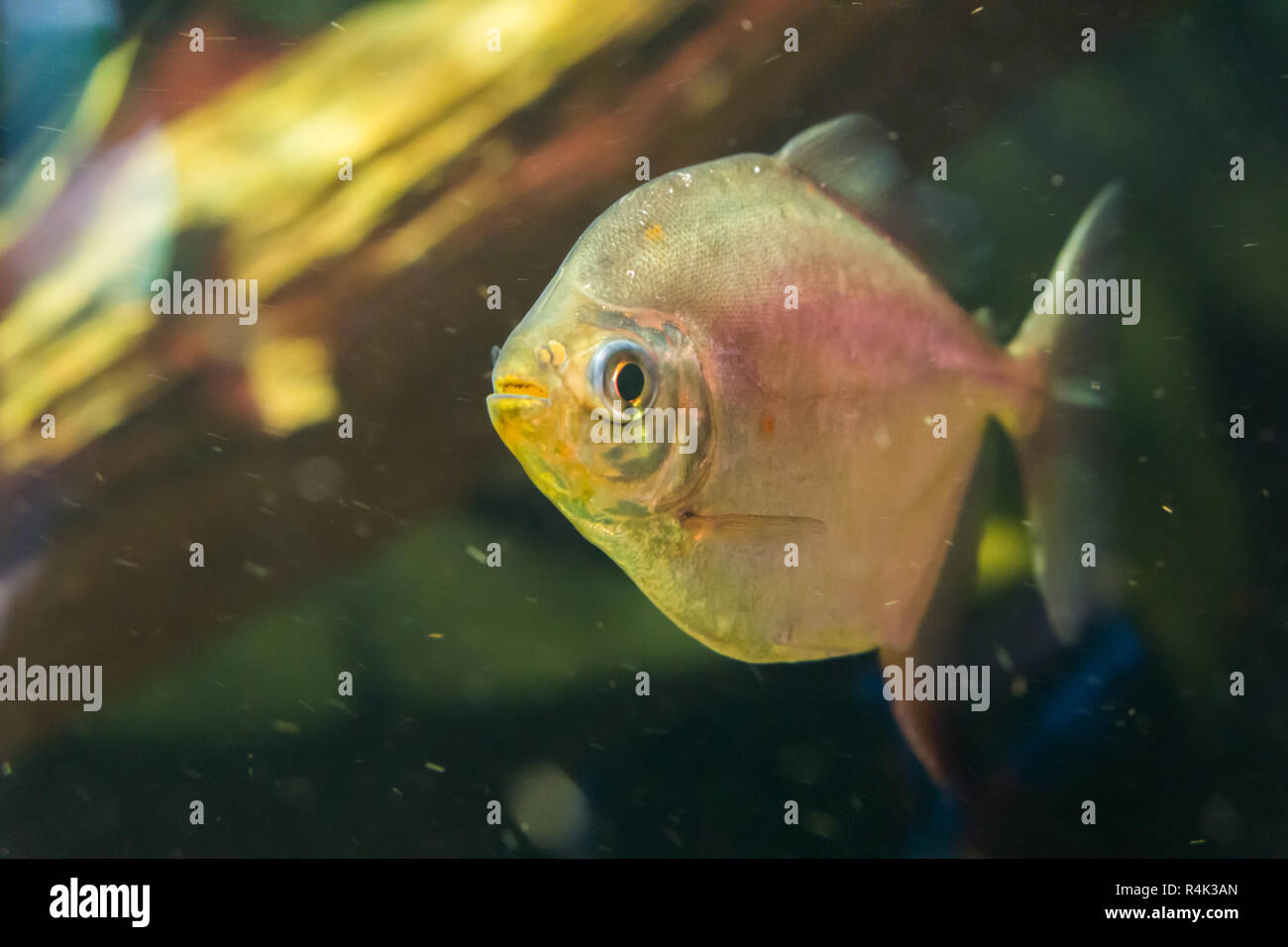 Un glittery silver dollar pesce in primo piano, un famoso acquario pet da Sud America. Foto Stock