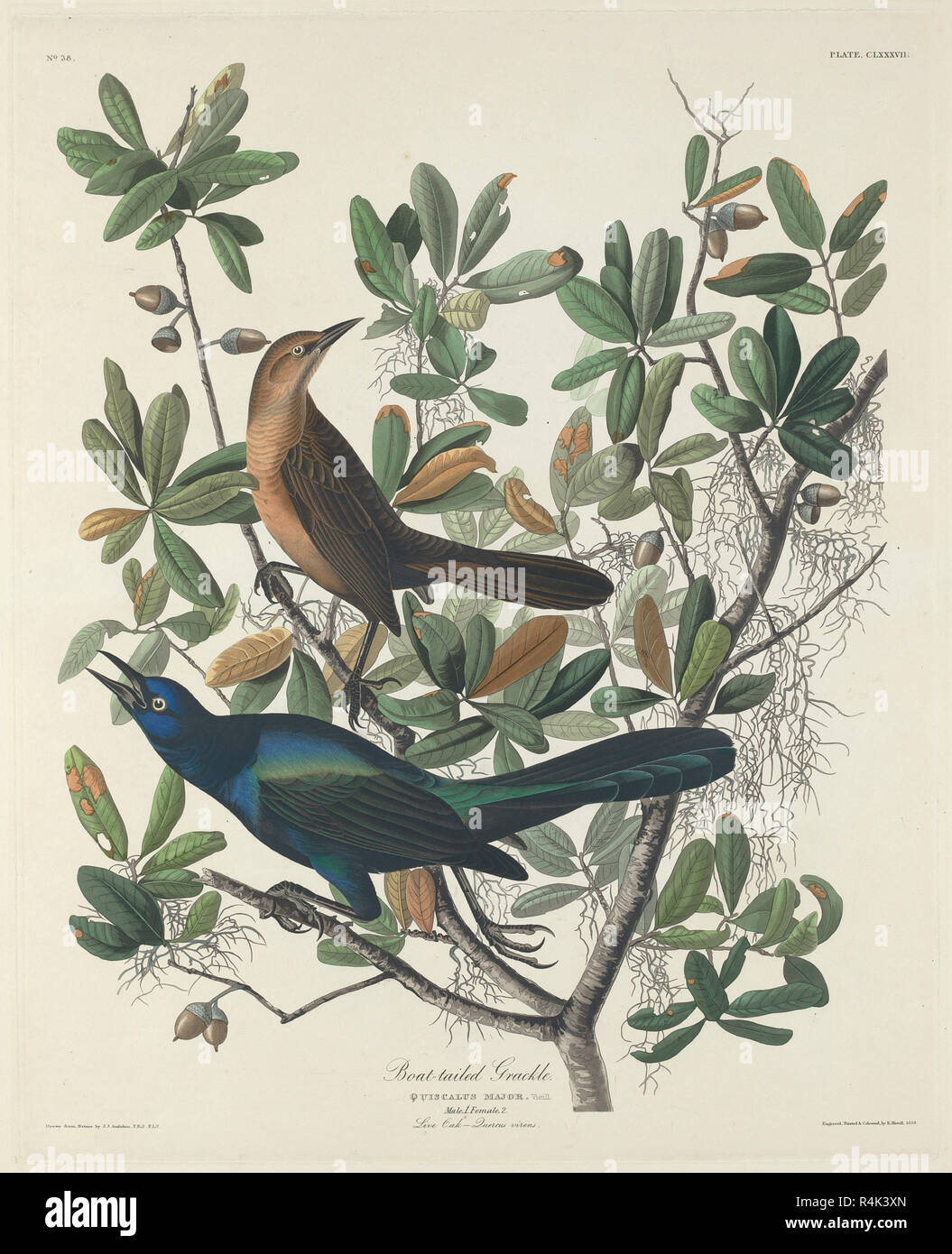 Barca-tailed Grackle. Data: 1834. Medium: colorate a mano di attacco e acquatinta su carta Whatman. Museo: National Gallery of Art di Washington DC. Autore: Robert Havell dopo John James Audubon. John James Audubon. ROBERT HAVELL DER JÜNGERE. Foto Stock Barca-tailed Grackle. Data: 1834. Medium: colorate a mano di attacco e acquatinta su carta Whatman. Museo: National Gallery of Art di Washington DC. Autore: Robert Havell dopo John James Audubon. John James Audubon. ROBERT HAVELL DER JÜNGERE. Foto Stock