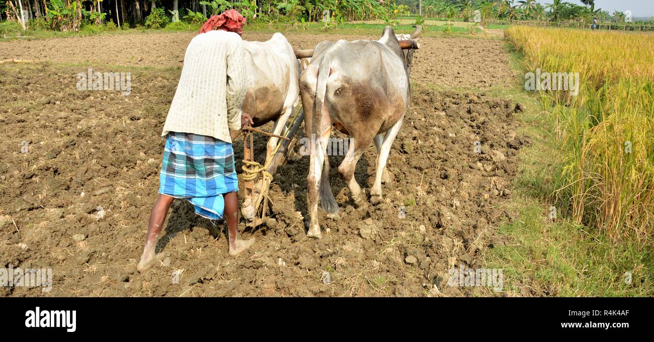 - Un agricoltore indiano appartenente a West Bengal stanno arando il suo campo con l'aiuto dei suoi buoi o torello utilizzando i metodi tradizionali di aratro. Foto Stock
