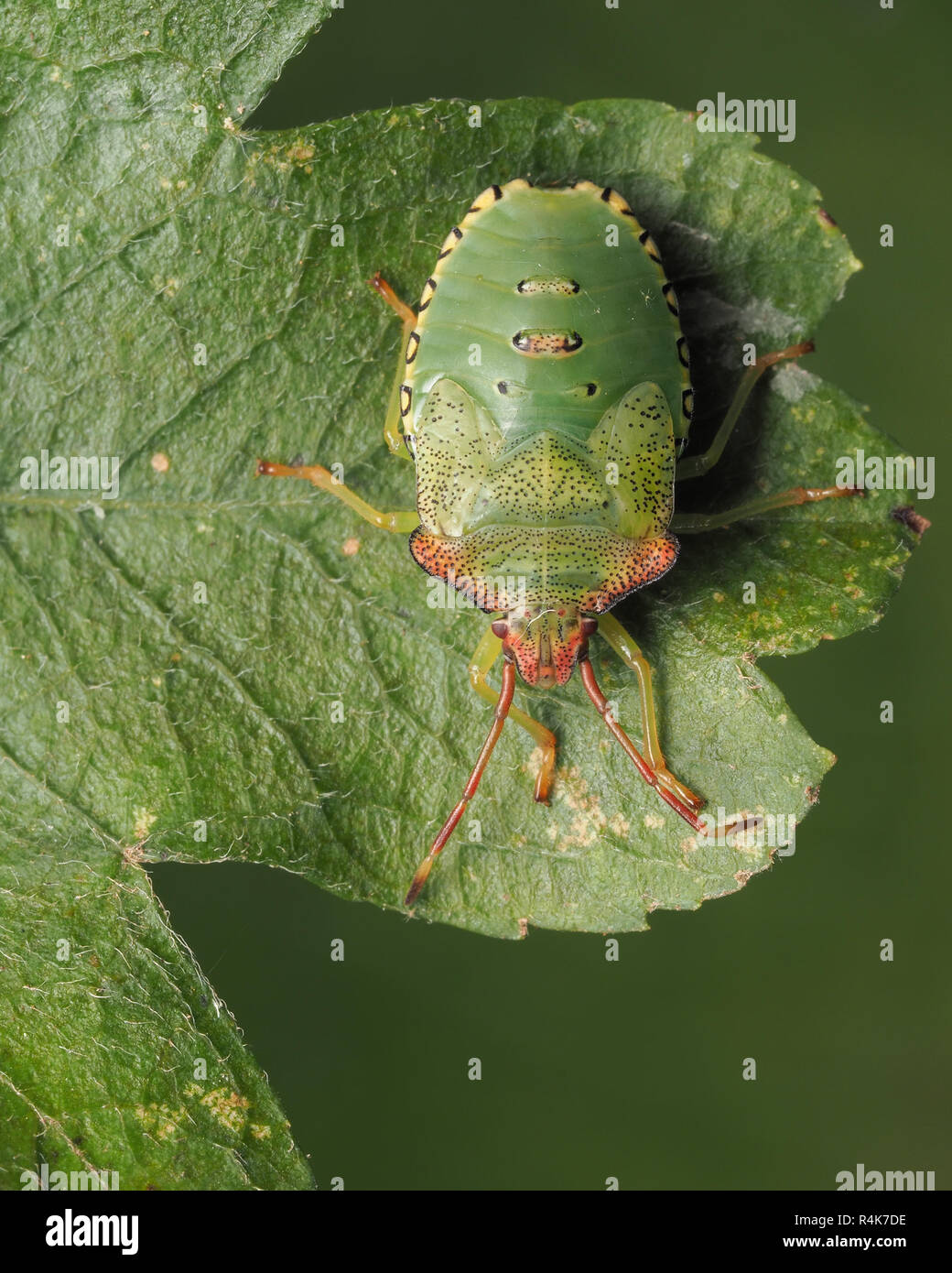 Biancospino Shieldbug nymph (Acanthosoma haemorrhoidale) appoggiata su una foglia di biancospino. Tipperary, Irlanda Foto Stock