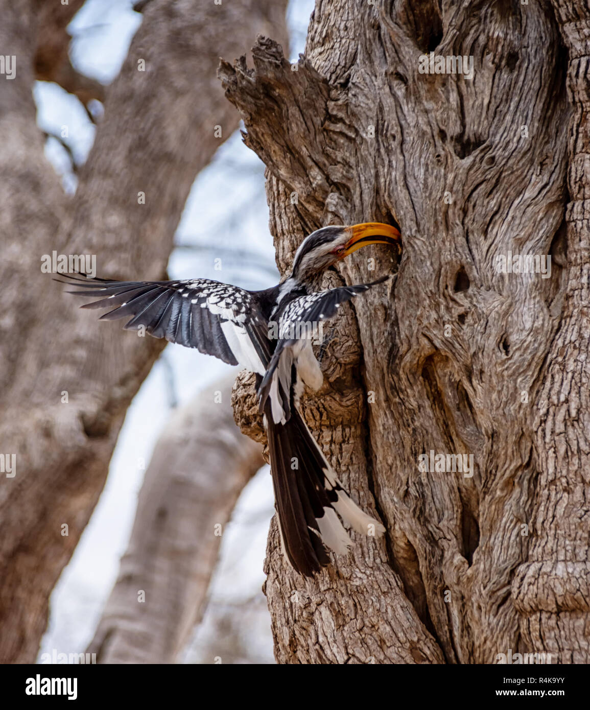 Un giallo-fatturati Hornbill con il cibo per i giovani in Africa australe Foto Stock