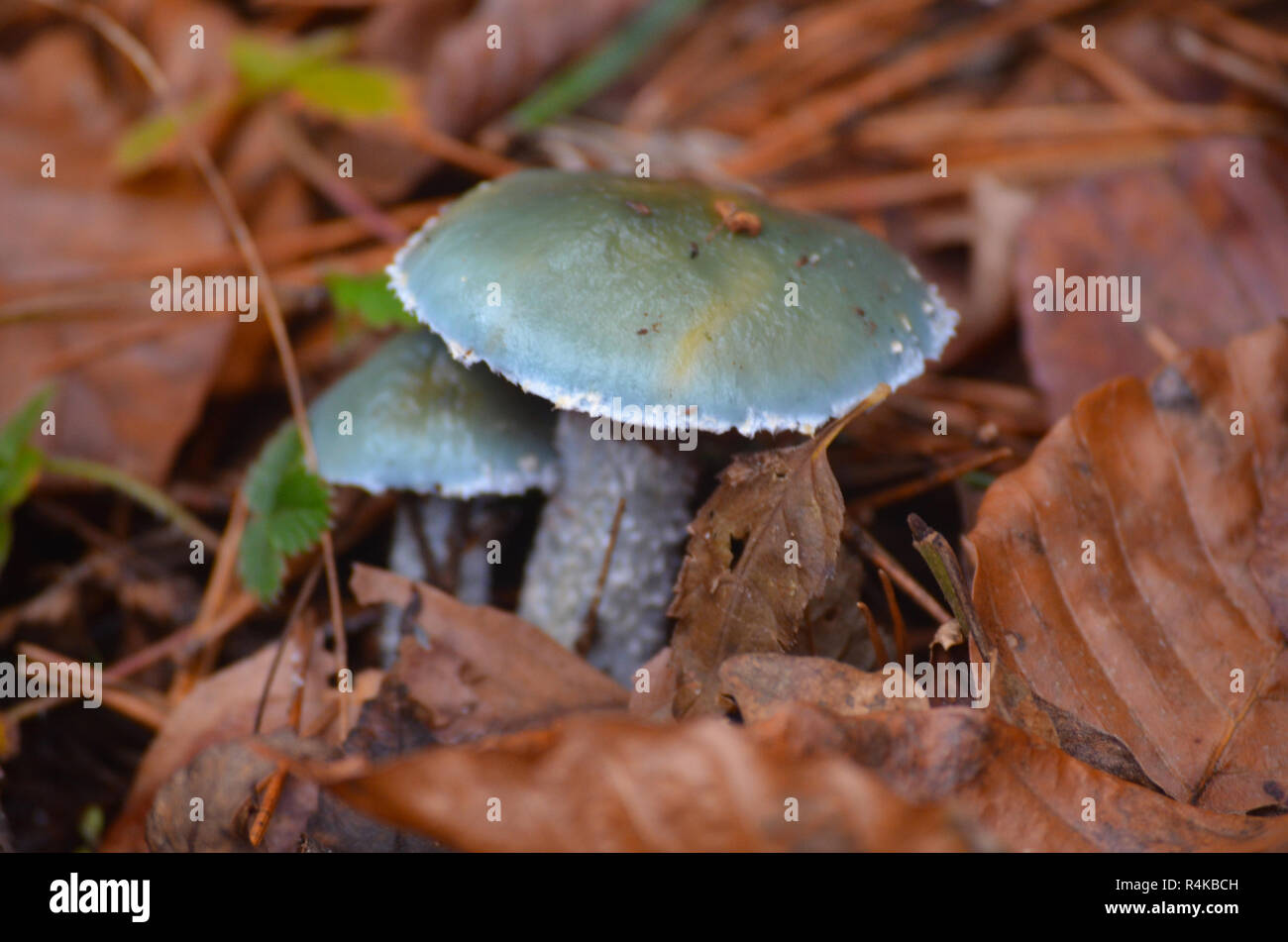 Un campione di verdigirs agaric (Stropharia aeruginosa) trovato in una foresta di faggio in La Rioja, Spagna settentrionale Foto Stock