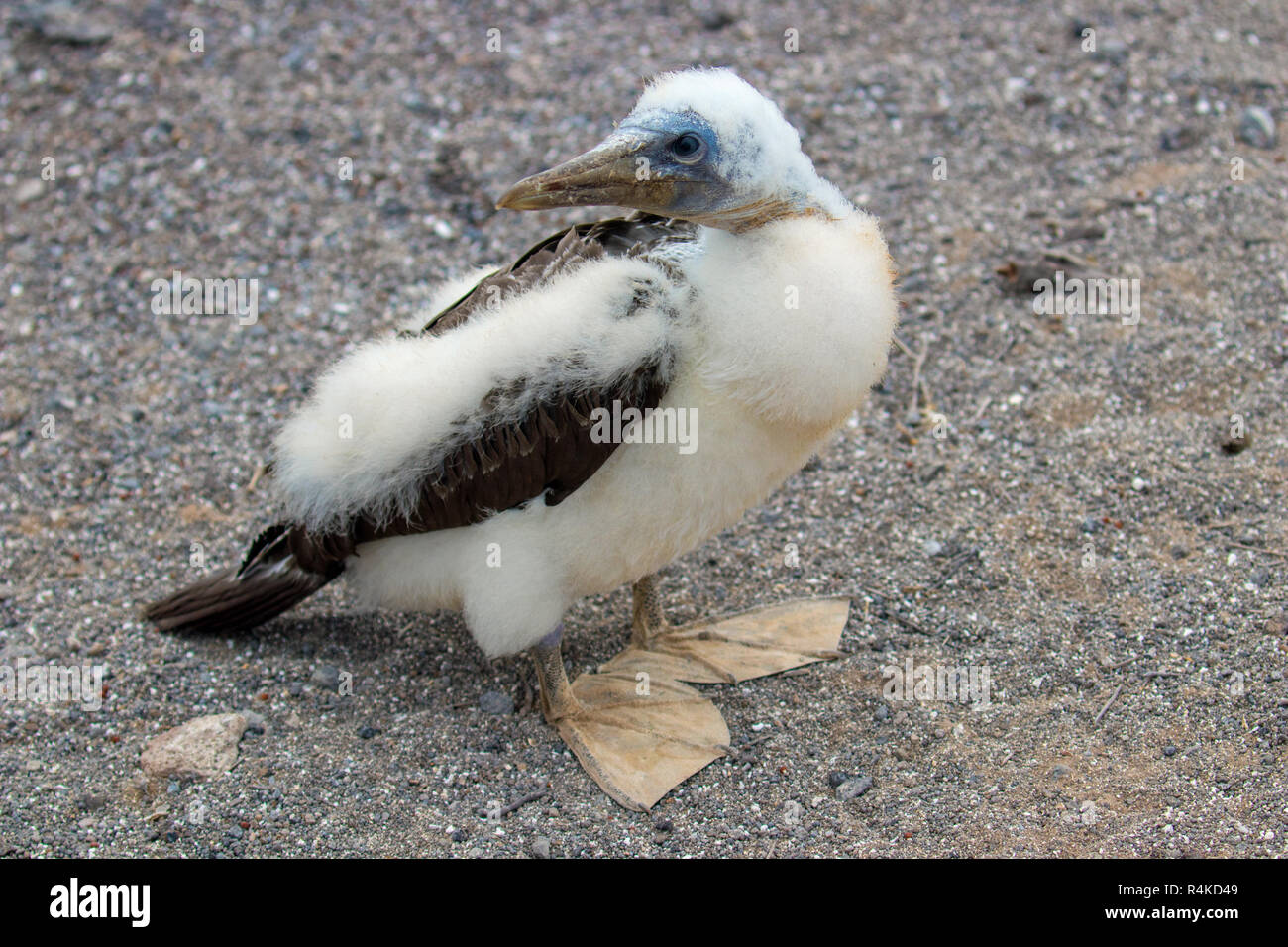 Rari ed esotici uccelli delle Isole Galapagos Foto Stock