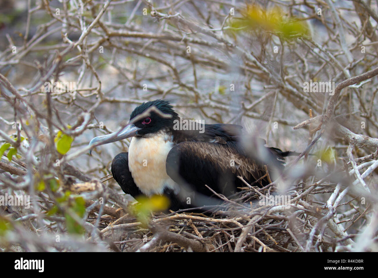 Rari ed esotici uccelli delle Isole Galapagos Foto Stock