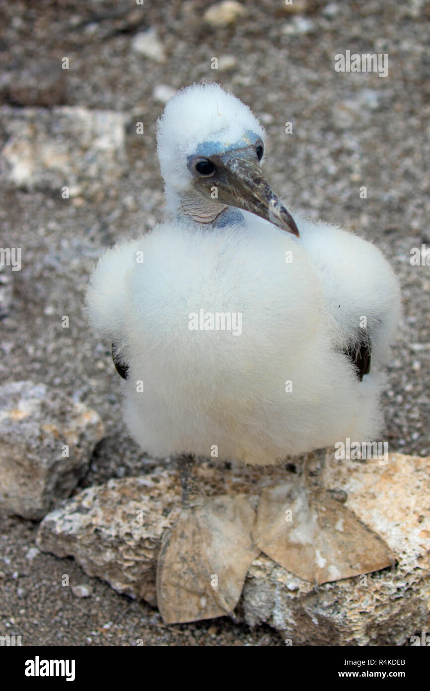 Rari ed esotici uccelli delle Isole Galapagos Foto Stock