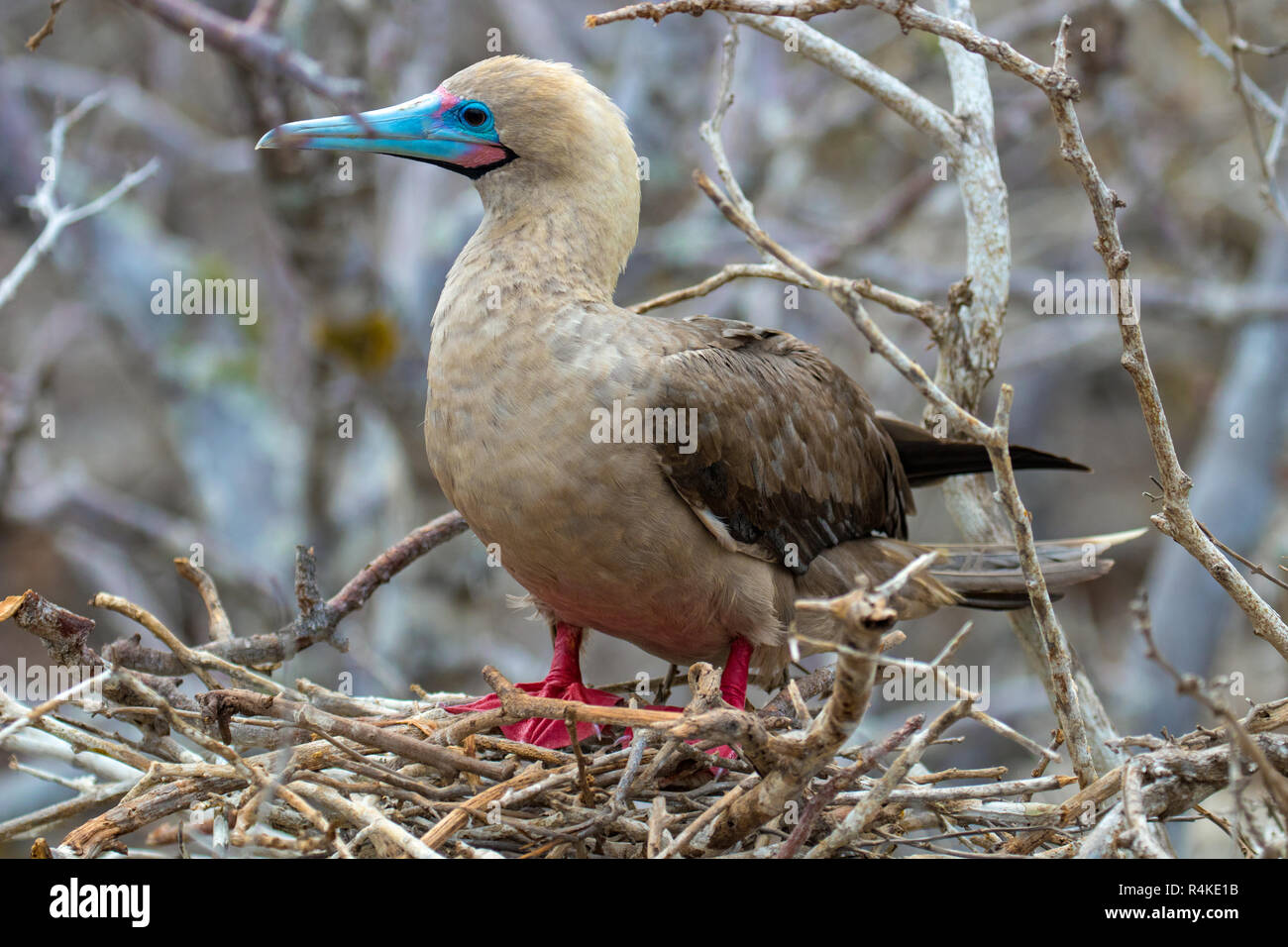 Rari ed esotici uccelli delle Isole Galapagos Foto Stock