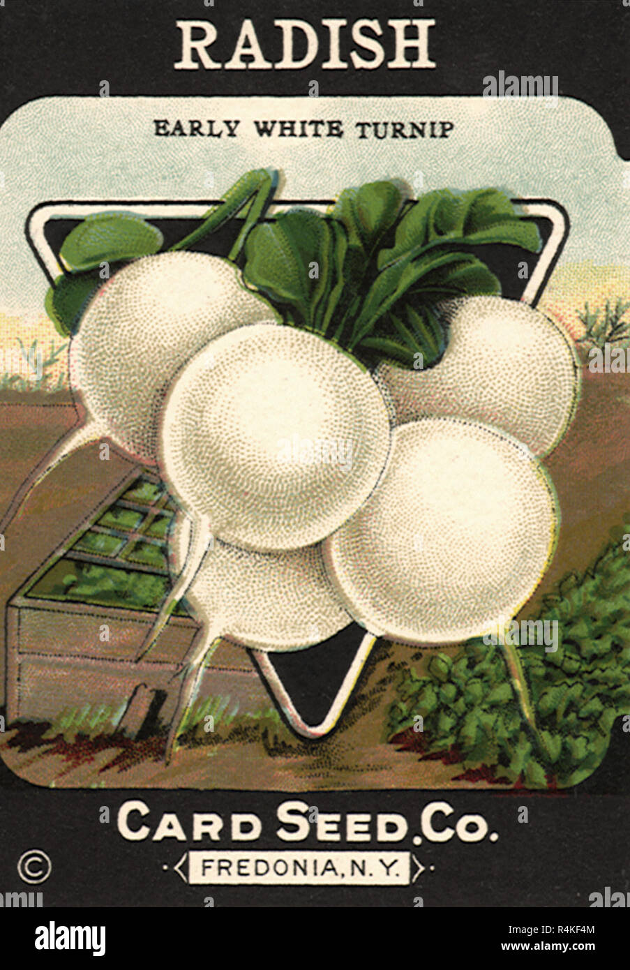 Il radicchio bianco semi. Foto Stock