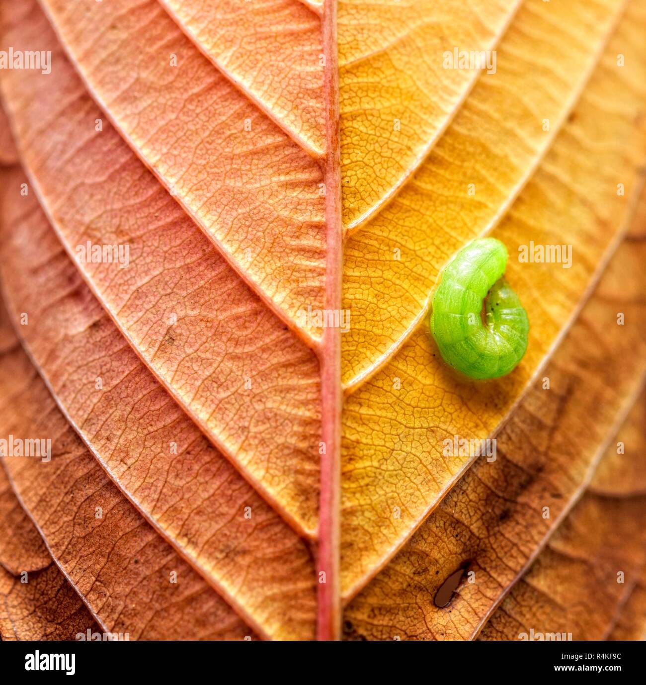 Caterpillar verde su foglie di autunno close up macro Foto Stock