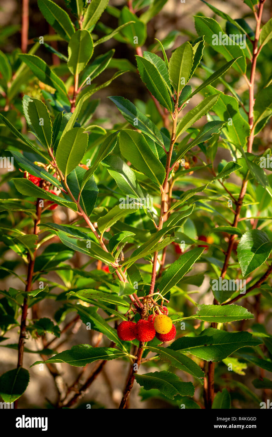 Arbutus unedo o albero di fragole noto anche come Killarney Strawberry Tree nel Killarney National Park, County Kerry, Irlanda. Foto Stock