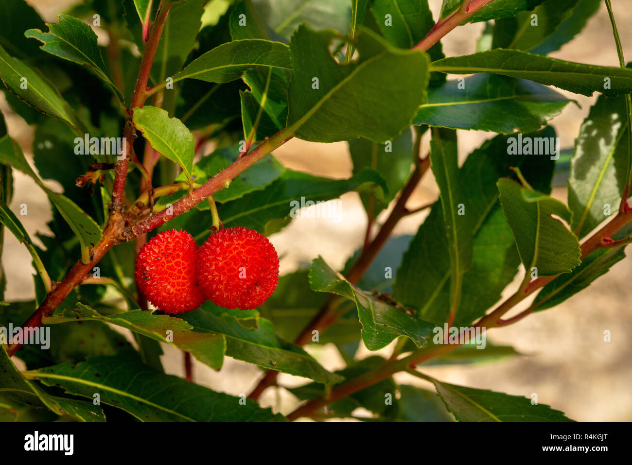 Arbutus unedo Strawberry Tree frutti maturi, l'arbusto è noto anche come Killarney Strawberry Tree nel Killarney National Park, County Kerry, Irlanda. Foto Stock