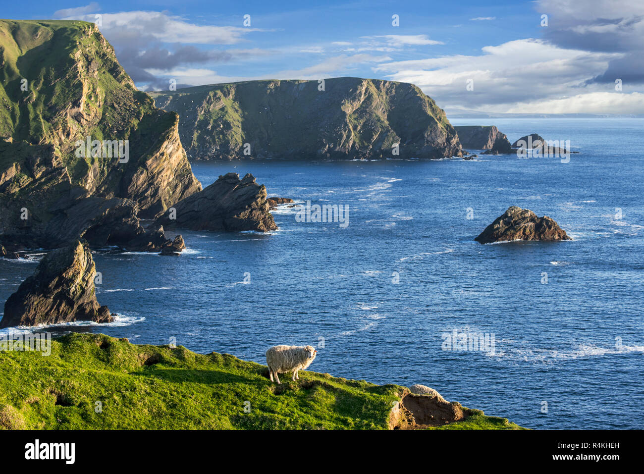 Pecore al pascolo lungo la spettacolare costa con scogliere sul mare e pile, home all allevamento di uccelli di mare a Hermaness, Unst, isole Shetland, Scozia Foto Stock