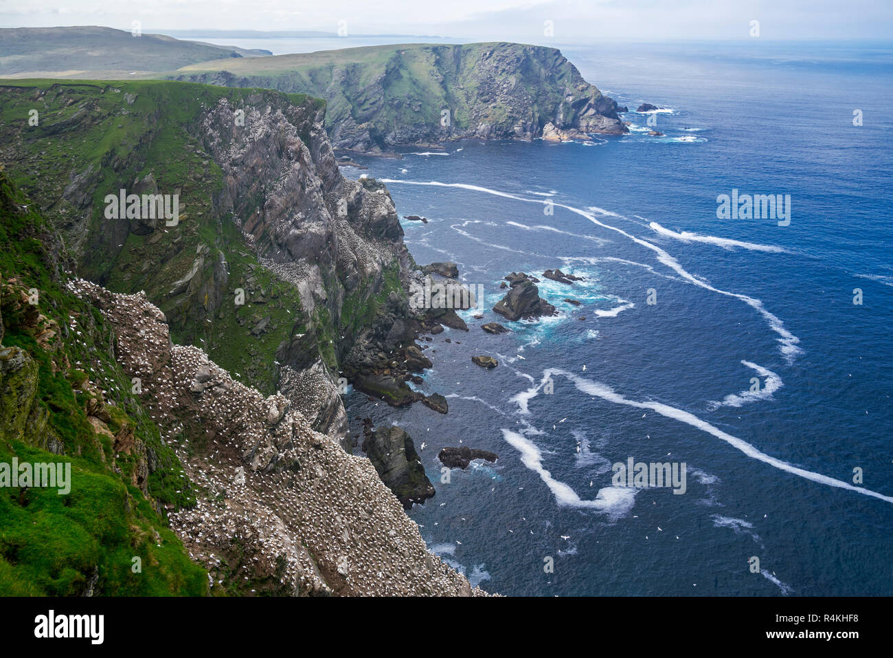 Costa spettacolare con la parte settentrionale di gannett (Morus bassanus) colonia di allevamento in mare scogliera di Hermaness, Unst, isole Shetland, Scotland, Regno Unito Foto Stock