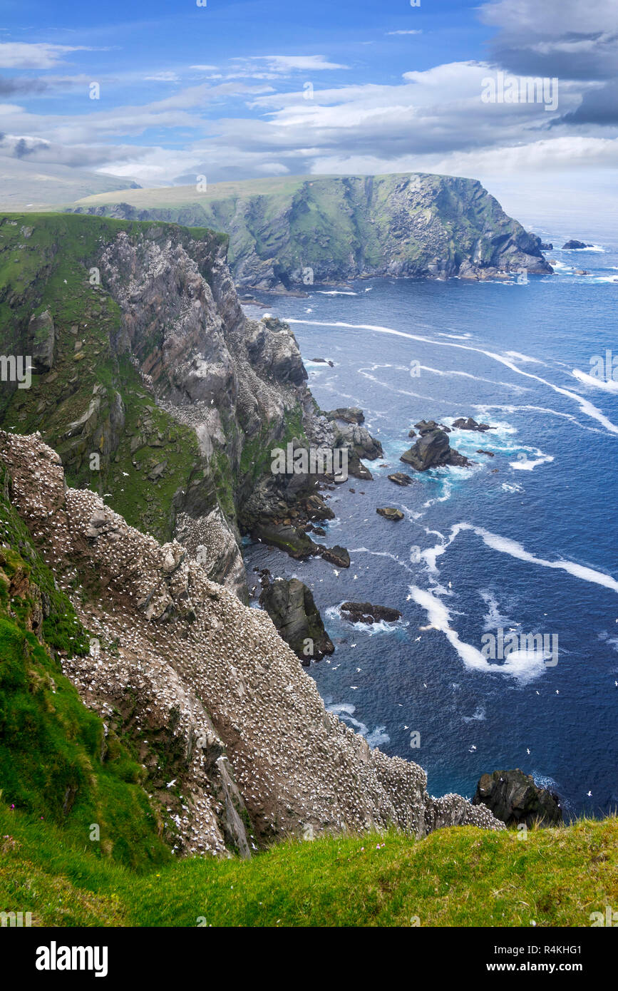 Costa spettacolare con la parte settentrionale di gannett (Morus bassanus) colonia di allevamento in mare scogliera di Hermaness, Unst, isole Shetland, Scotland, Regno Unito Foto Stock