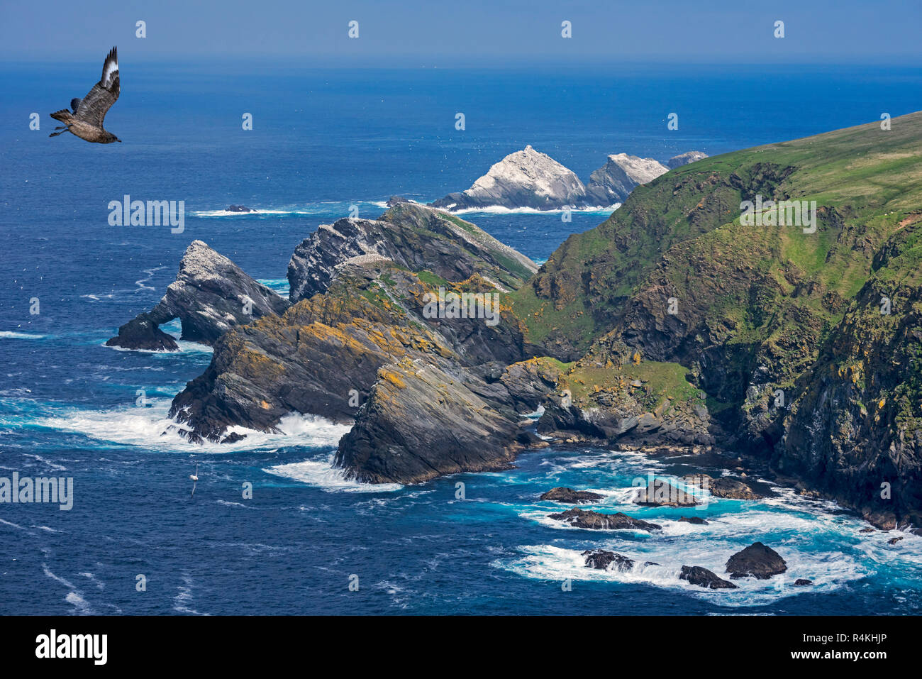 Grande skua in volo e la sua spettacolare costa con pile di mare e le scogliere, home all allevamento di uccelli di mare a Hermaness, Unst, isole Shetland, Scozia Foto Stock