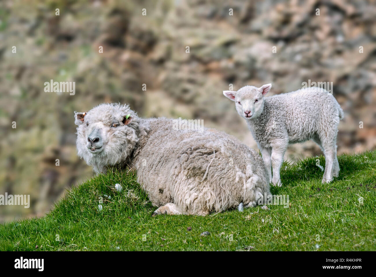 Bianco di pecora di pecora e di agnello in appoggio su una scogliera sul mare a Hermaness Riserva Naturale Nazionale, Unst, isole Shetland, Scotland, Regno Unito Foto Stock