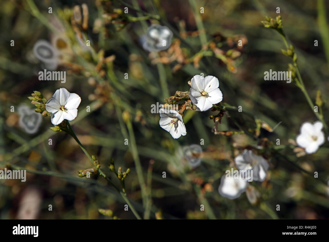 Convolvulus scoparius Foto Stock