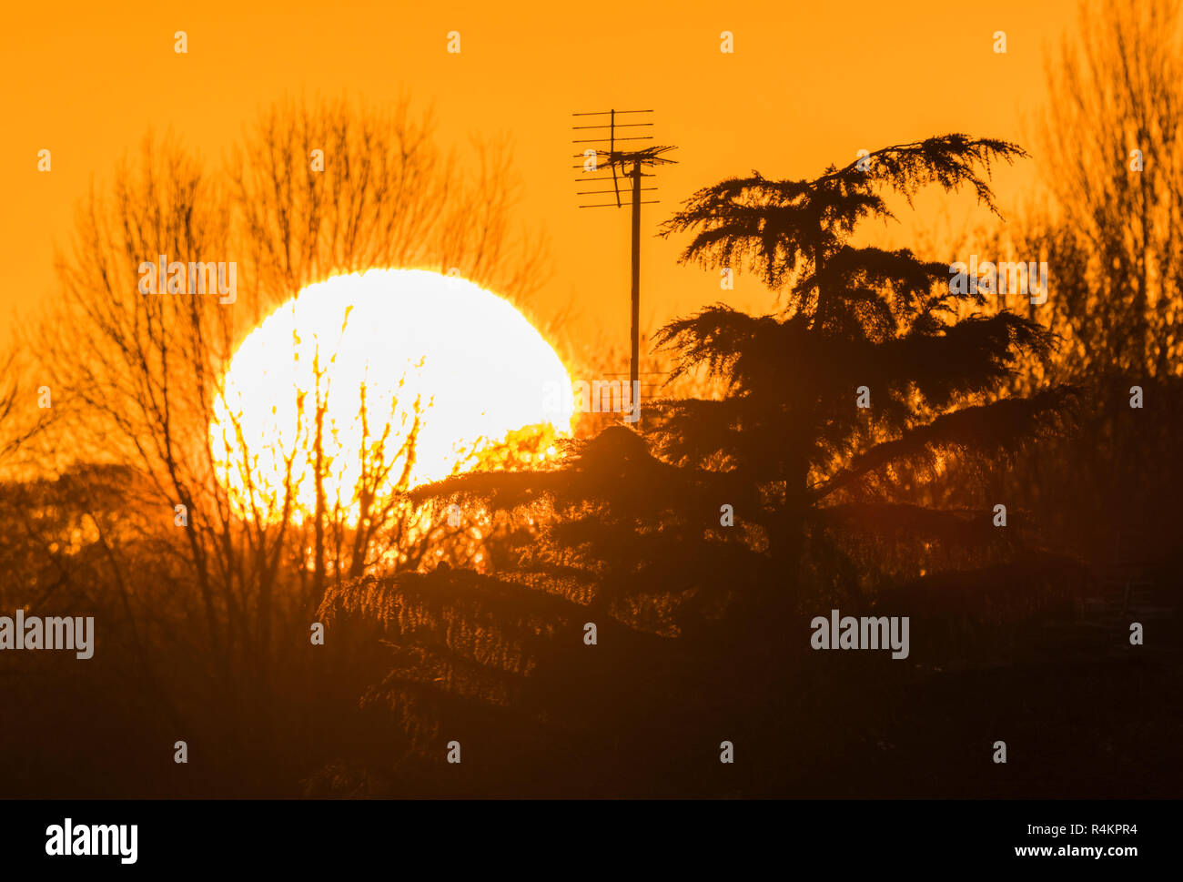 Grande sole che sparisce dietro gli alberi durante un autunno tramonto nel West Sussex, in Inghilterra, Regno Unito. Foto Stock