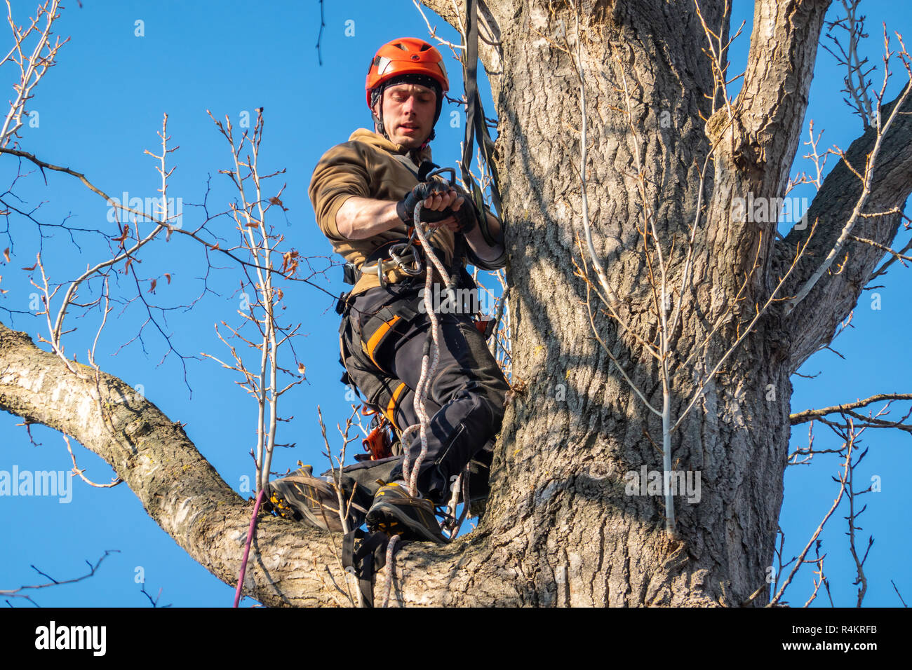 Braunschweig, Novembre 17, 2018: Professional tree climber salite alla sommità di un albero Foto Stock