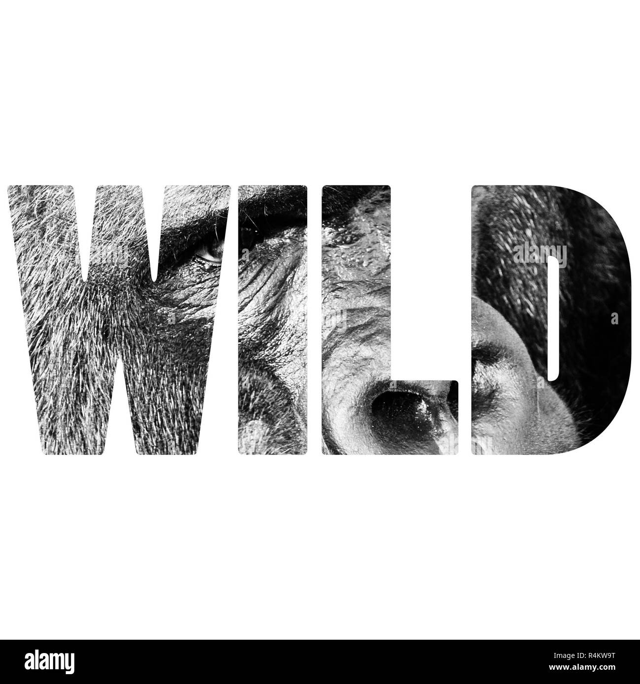 Parola WILD volto ritratto di un maschio di gorilla Foto Stock