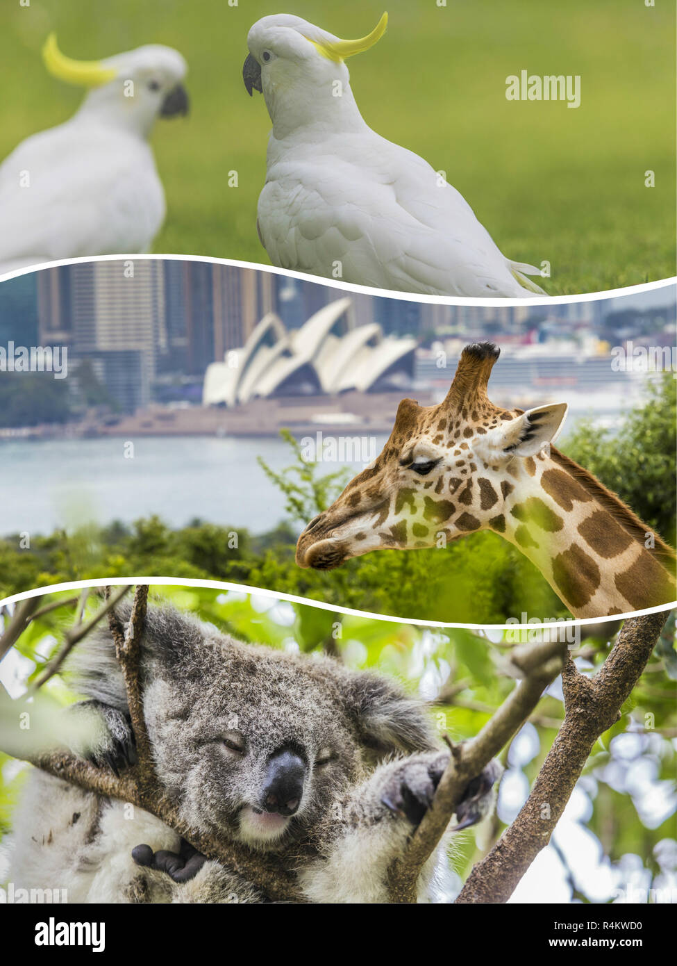Collage di animali Australiani - immagini di sfondo di viaggio (le mie foto) Foto Stock