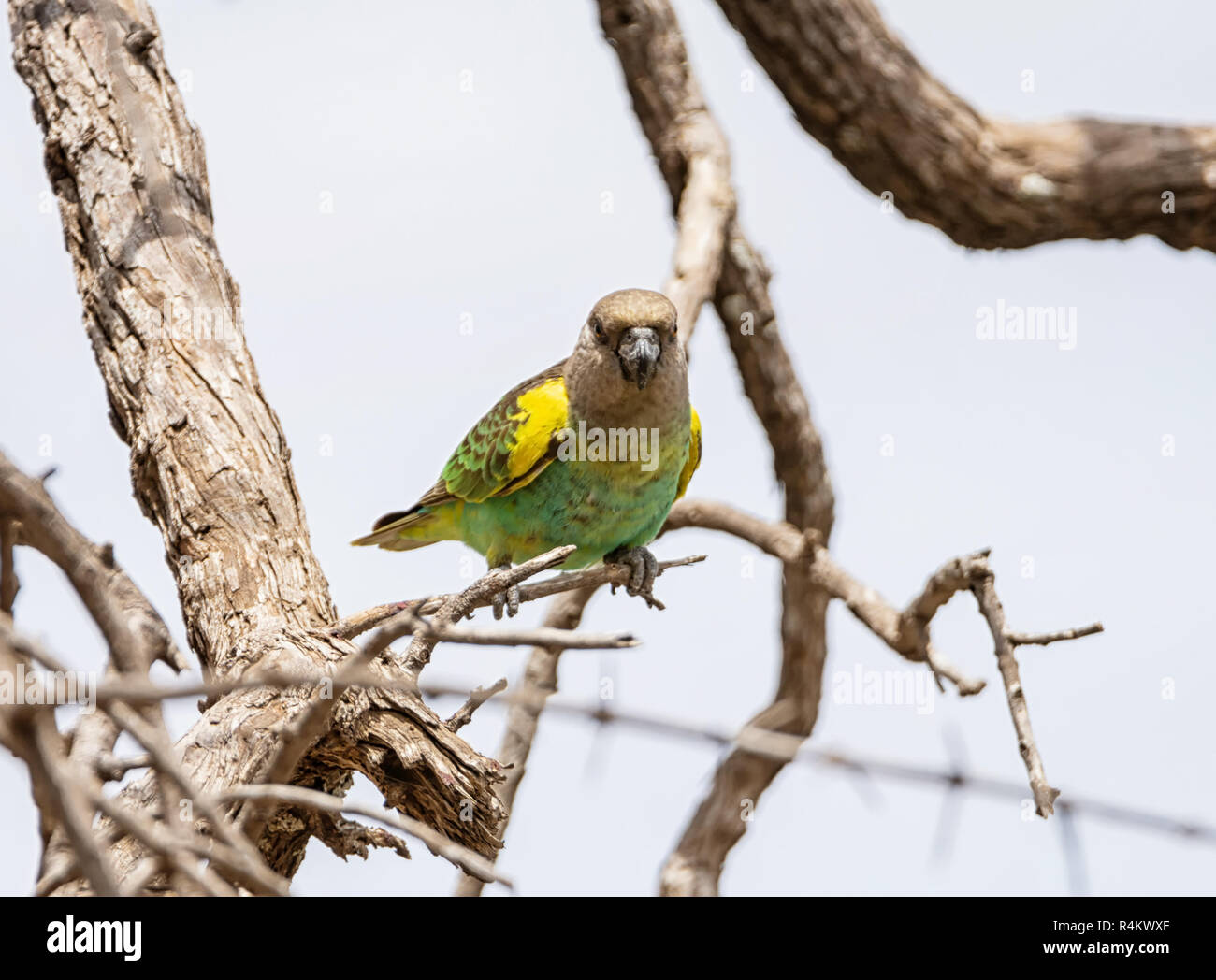 Un Meyer, pappagallo appollaiato in un albero nel sud della savana africana Foto Stock
