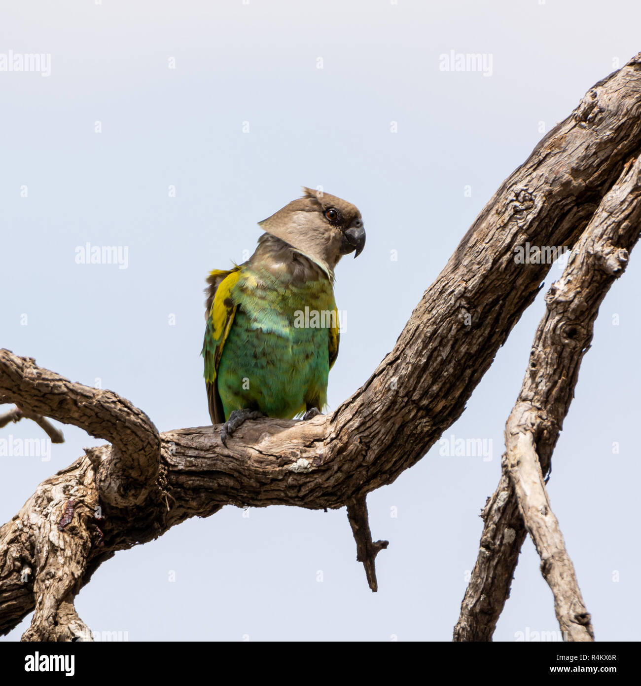 Un Meyer, pappagallo appollaiato in un albero nel sud della savana africana Foto Stock