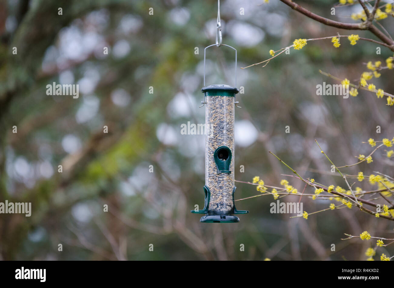 Un alimentatore di uccelli nella struttura ad albero con il cibo Foto Stock