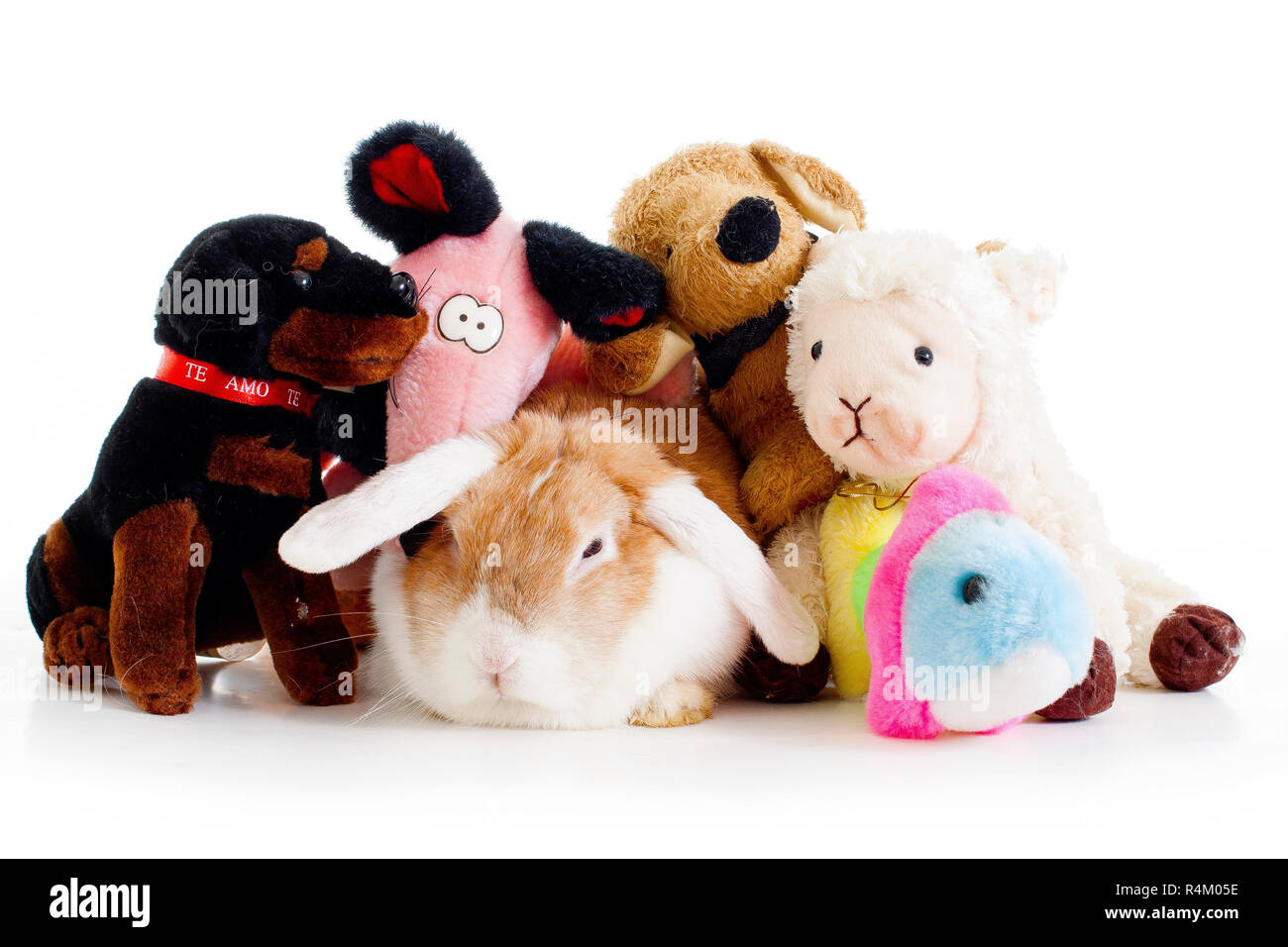 Coniglietto di Pasqua il coniglio e morbido peluche giocattoli in studio di sfondo bianco. Foto Stock