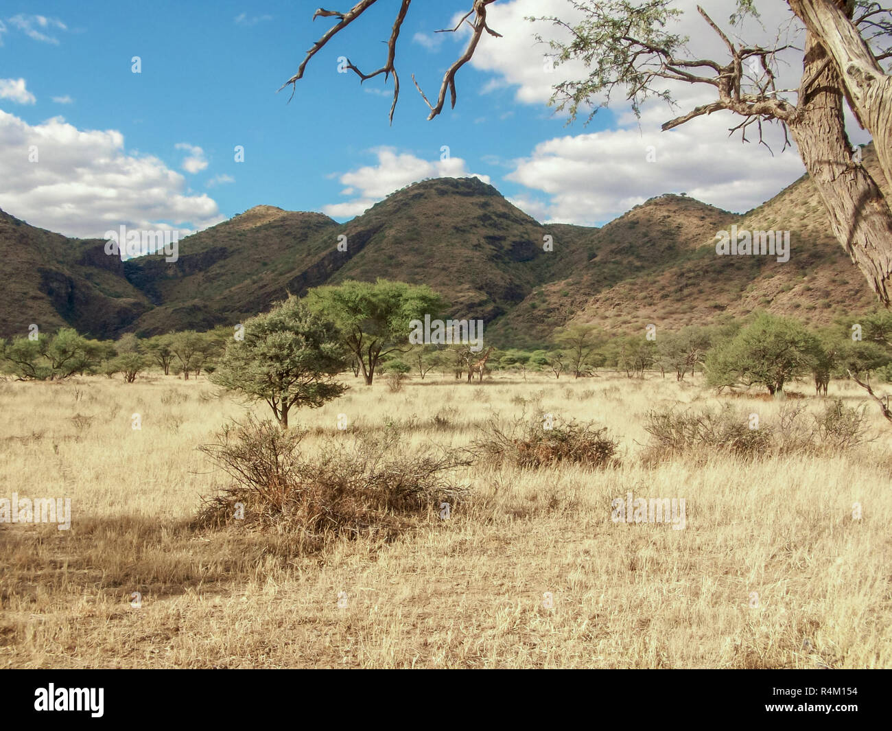 Una bellissima vista frontale della savana in Africa con due giraffe piuttosto lontano Foto Stock