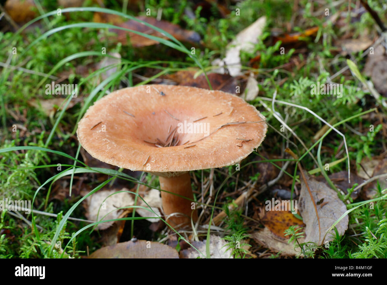 Lactarius helvus, comunemente noto come fieno greco milkcap Foto Stock