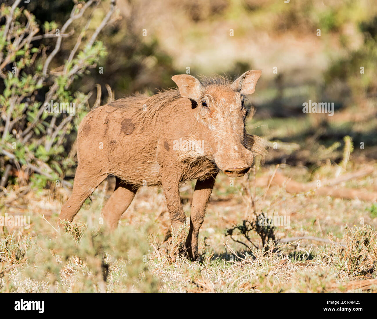 Ritratto di un Warthog nel sud della savana africana Foto Stock