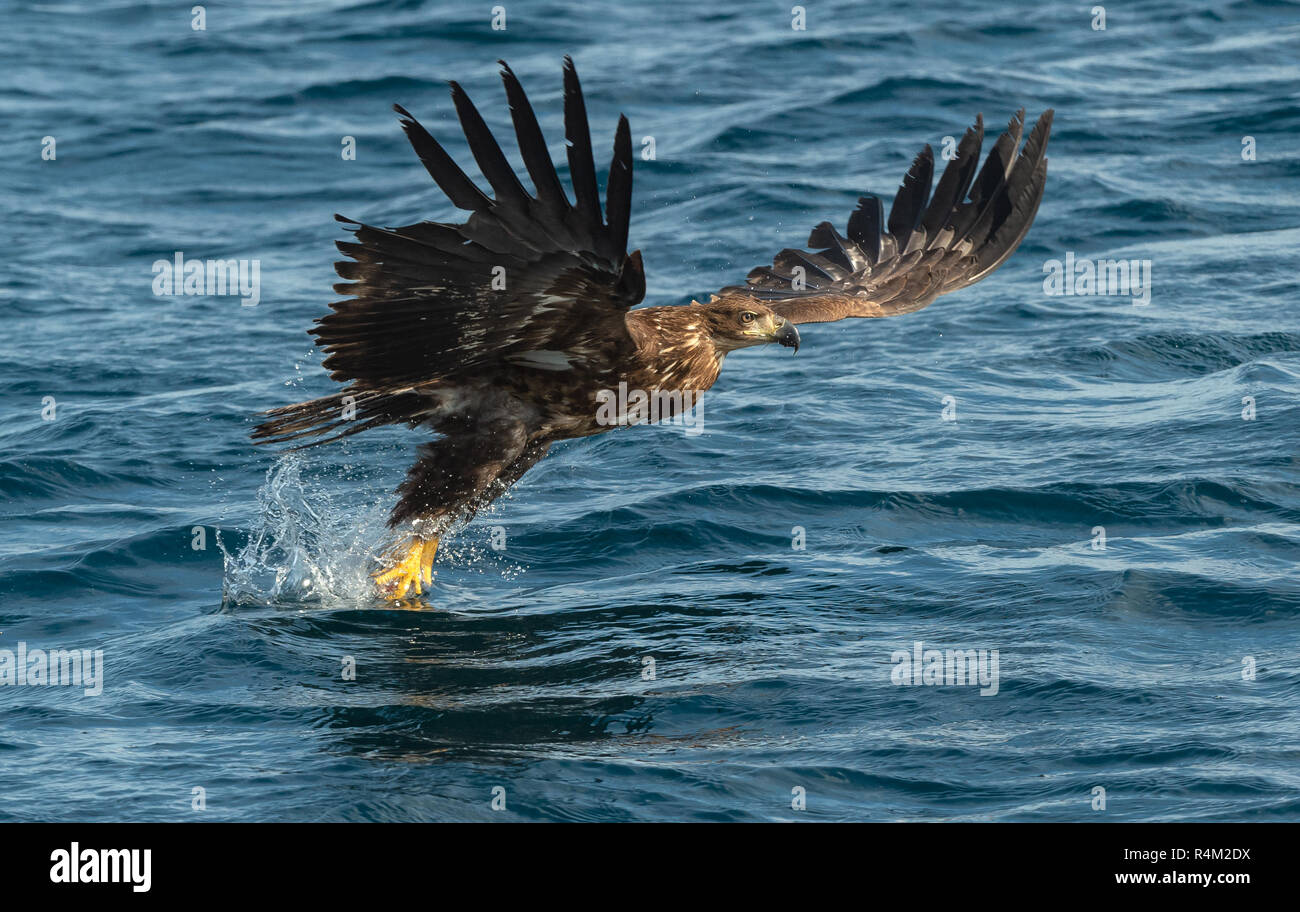 I capretti bianco-tailed eagle pesca. Sfondo oceano. Nome scientifico: Haliaeetus albicilla, noto anche come il ern, erne, grigio eagle, Eurasian mare e Foto Stock