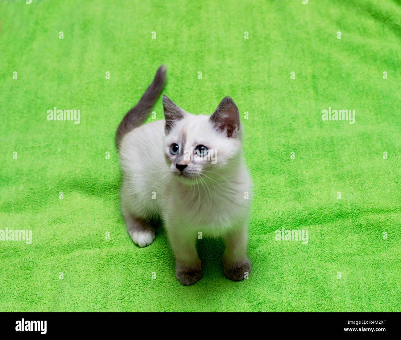 White Thai gattino su uno sfondo verde Foto Stock