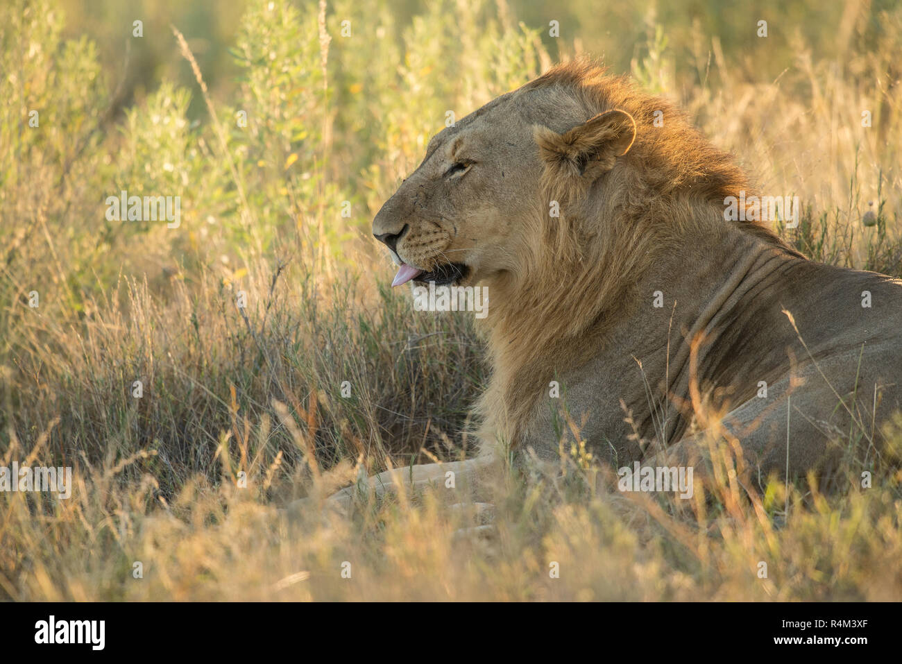 Rilassata giovane maschio lion Foto Stock