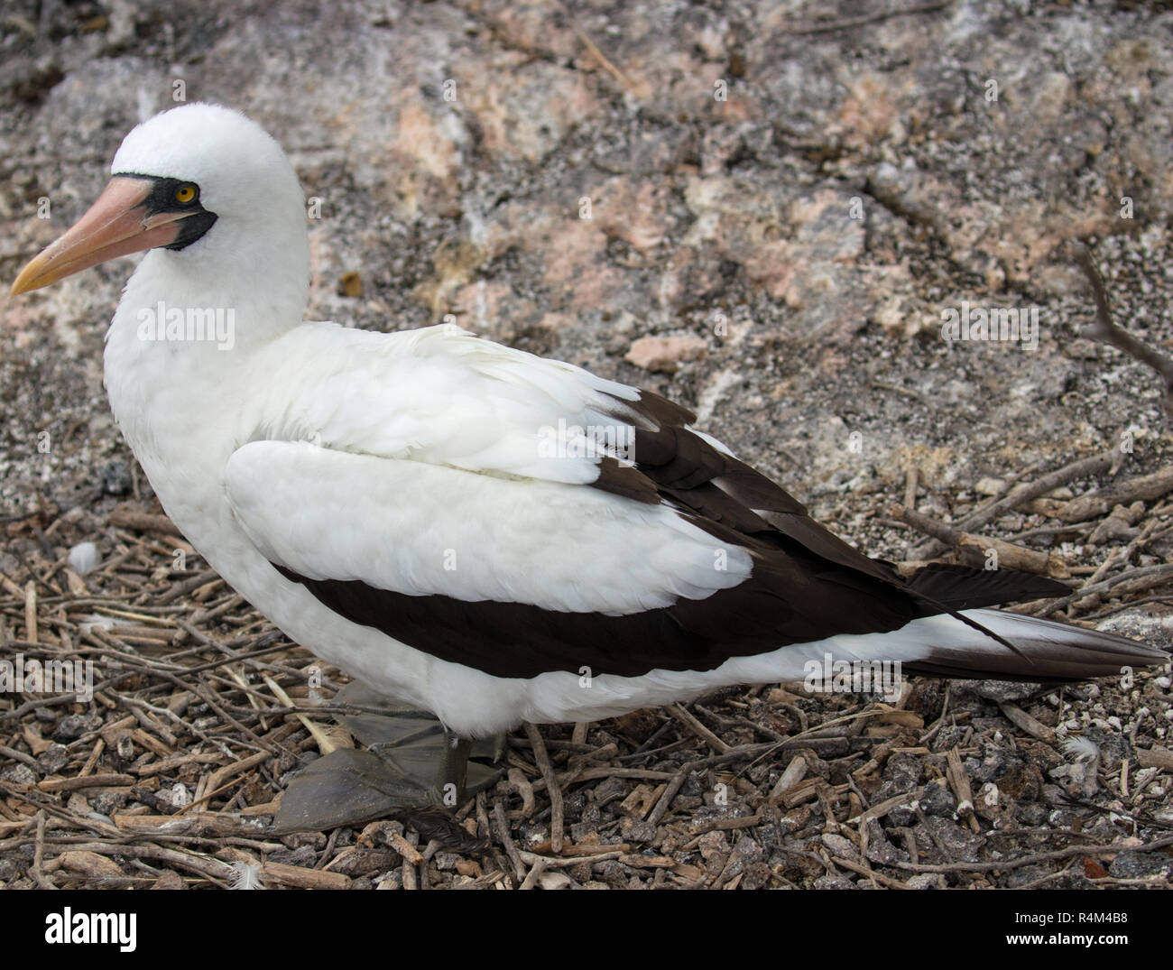 Rari ed esotici uccelli delle Isole Galapagos Foto Stock