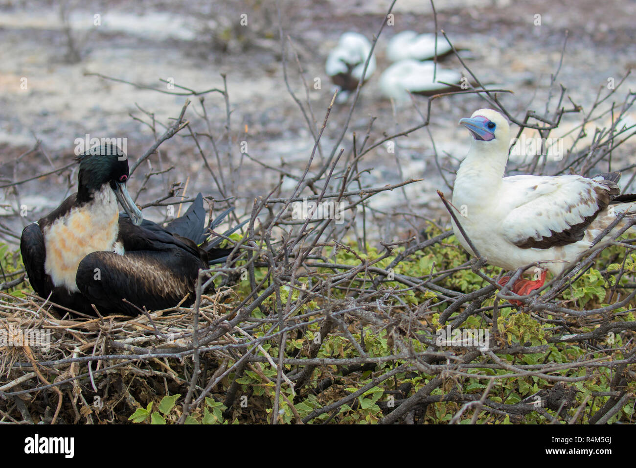 Rari ed esotici uccelli delle Isole Galapagos Foto Stock