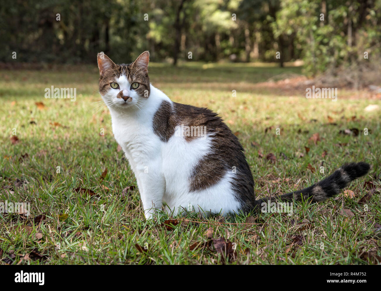 Gatto in area erbosa all'esterno. Foto Stock