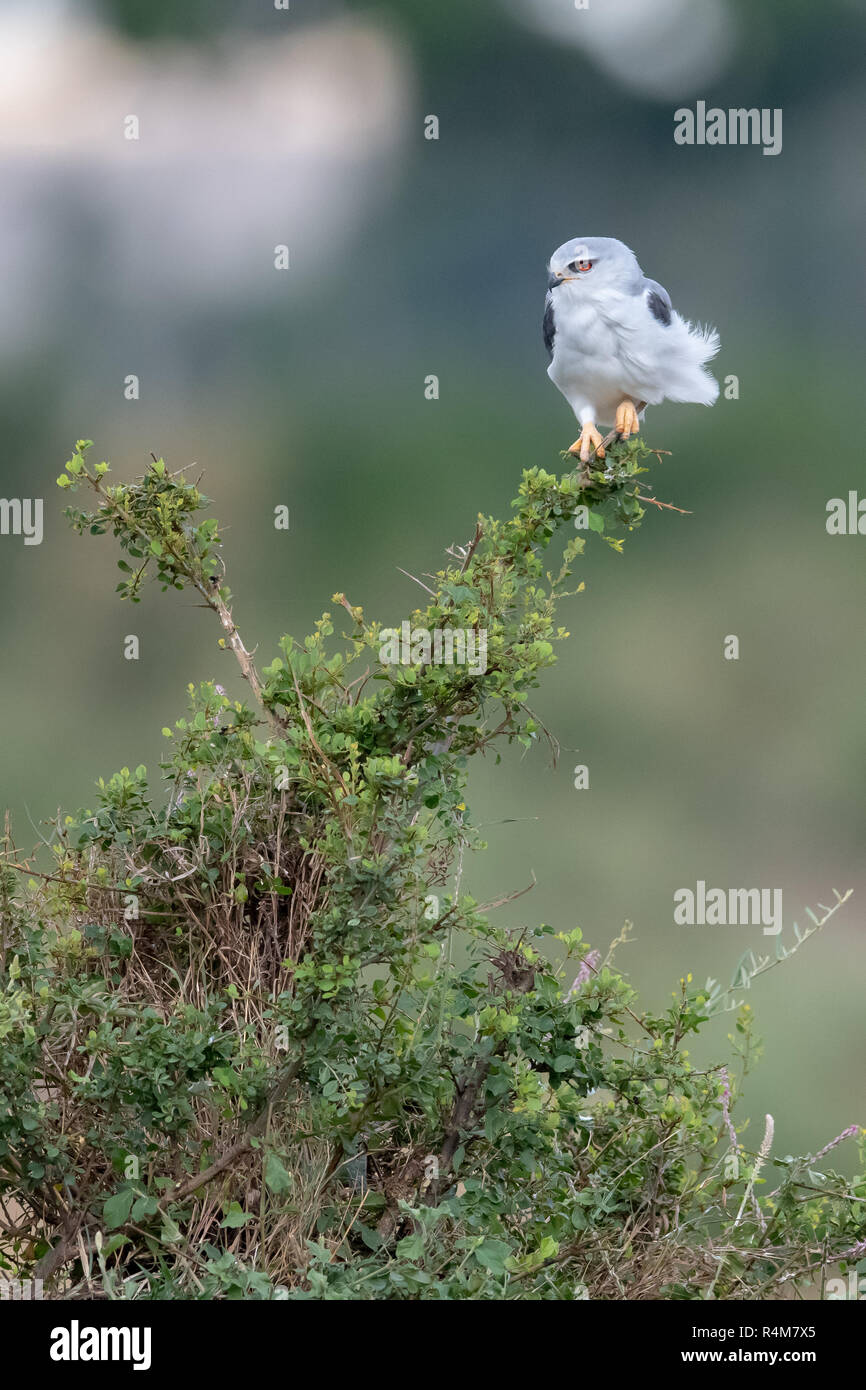 Nana africana falcon (Polihierax semitorquatus) in Kenya, Africa Foto Stock