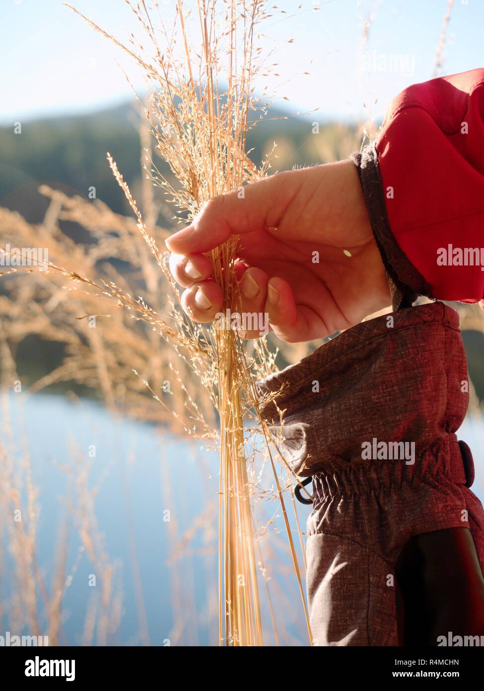 Femmina di tenere in mano dorata gambi di erba. Maniche lunghe rosso calda giacca trekking. Lago Blu livello a riva. Foto Stock